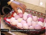 Hen lays purple eggs - no comment