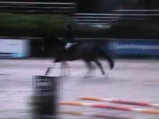 Fellie R- Haras de St Lo