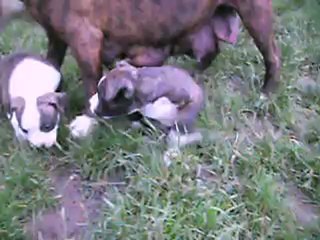 VIDEO DU 12.06.12 DES 5 FRANGINES DE DISPO ...