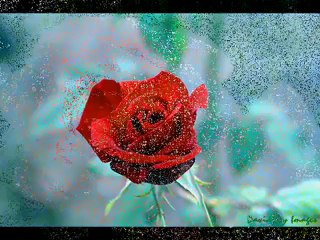 Ahmet Özhan Gülü Susuz Seni Aşksız Bırakmam