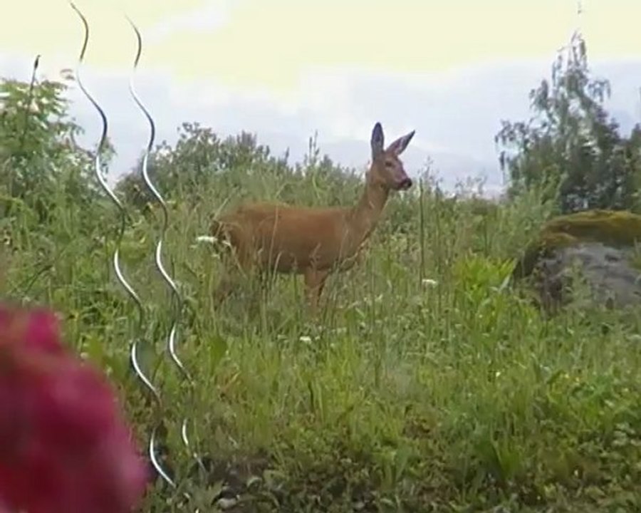 Ceno dessinateur - la visite de la voisine