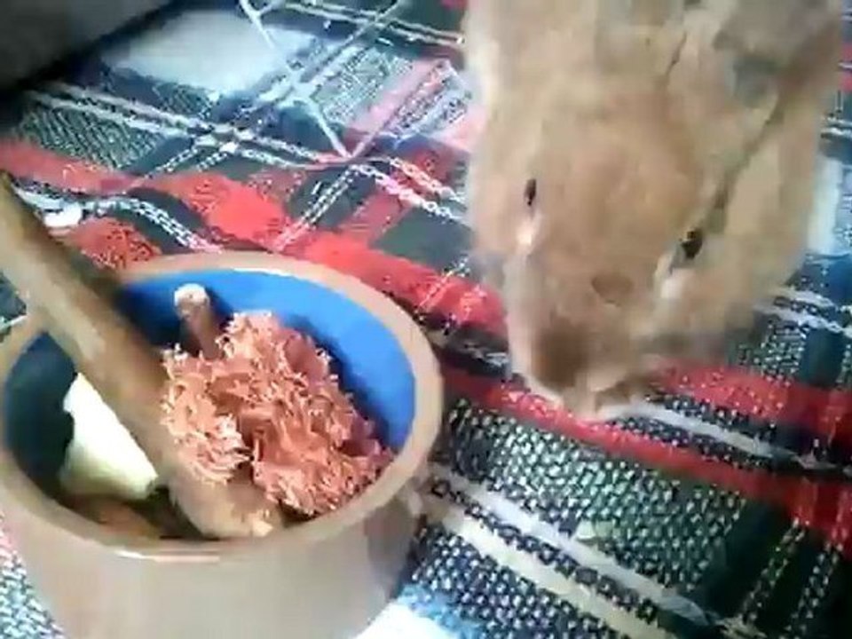 Cookie aime les pommes mais ça colle