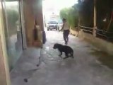 Rottweiler 3 (BLACKYS)
