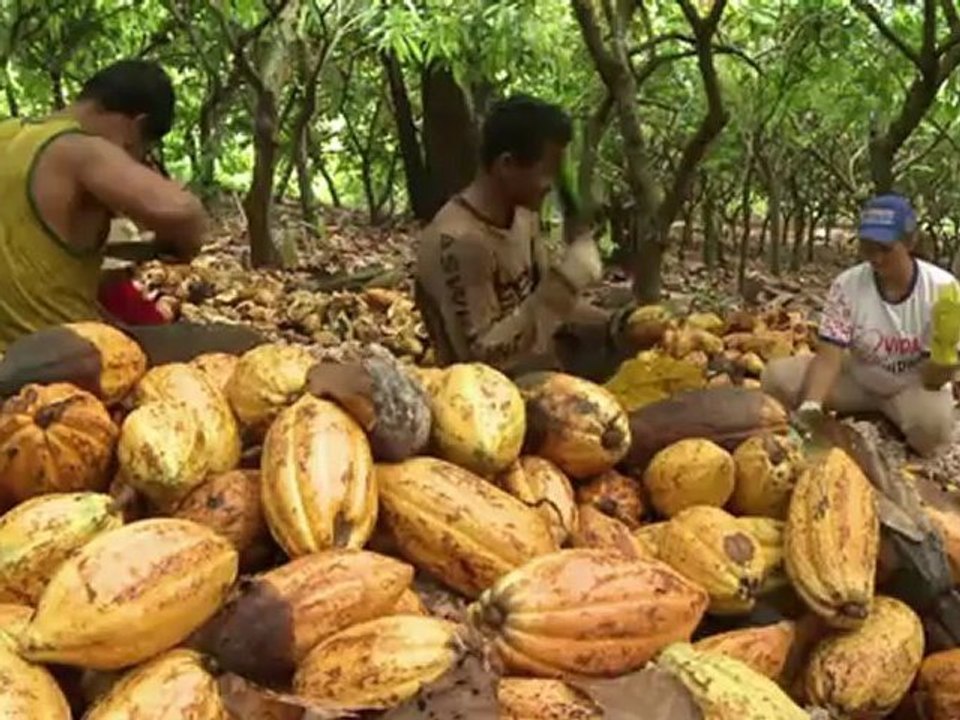 Reforestación sostenible en Pará