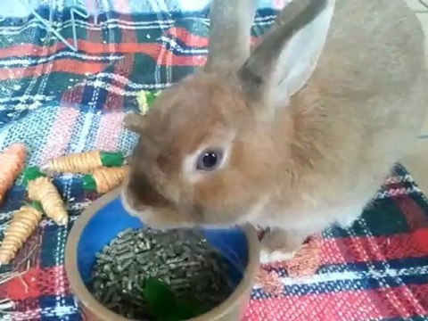 Feuilles de fraisier et fraises des bois: un régal !!