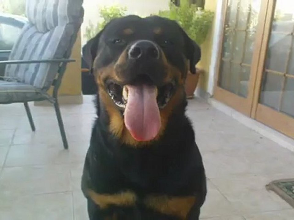 Rottweiler 11 (BLACKYS)