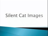 Gamo Silent Cat Air Rifle Review