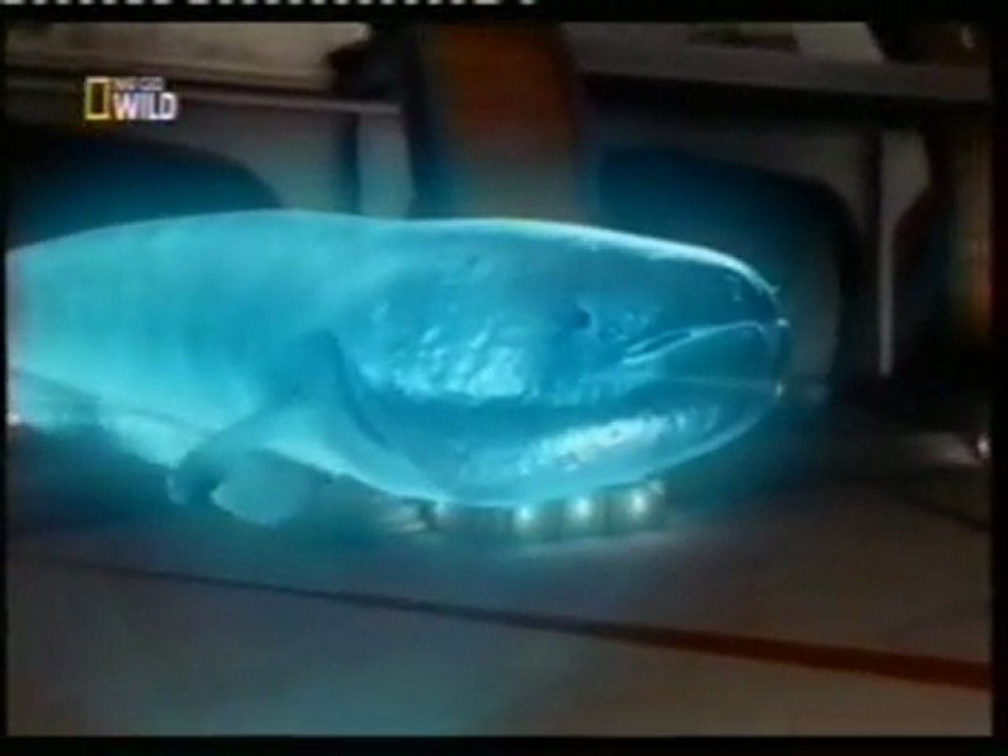 Anguila Electrica Electrocucion Animal Video Dailymotion