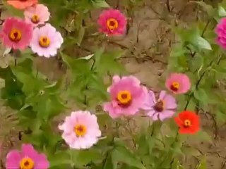 Beethoven 貝多芬,  Frits Wunderlich