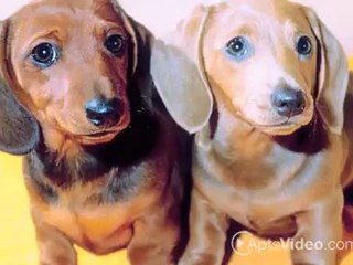 Benson Downs Apartments in Renton, WA - ForRent.com