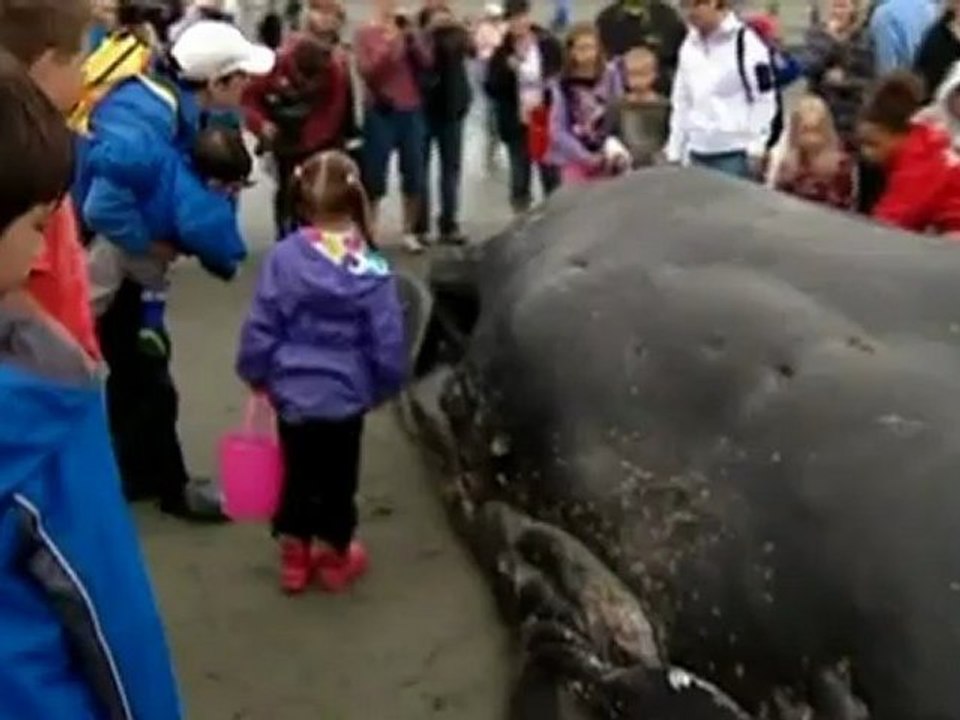 Whale beached in Canada