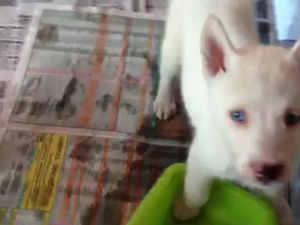 KAR BEYAZ SİBİRYA KURDU HUSKY YAVRULARİ SATİLİK 0 533 397 45 77