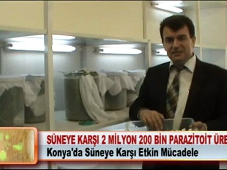 SÜNEYE KARŞI 2 MİLYON 200 BİN PARAZİTOİT ÜRETİLDİ