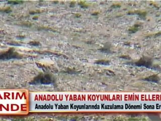ANADOLU YABAN KOYUNLARI EMİN ELLERDE