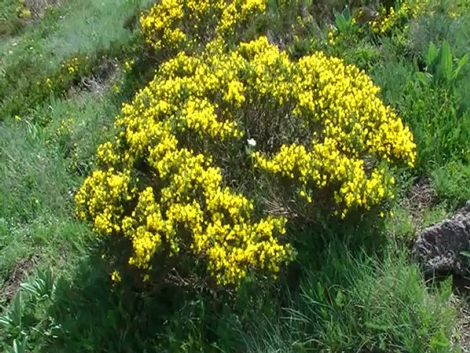 L'Elancèze, monts du Cantal (Auvergne)
