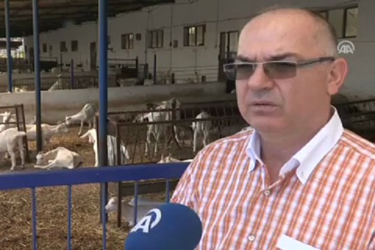 Keçi sütü,talebi karşılayamıyor