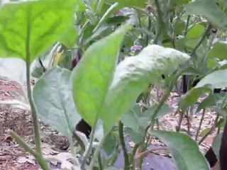 ANTALYA GAZİPAŞA KORUBAŞI ERHAN ÇETİN PATLICANDA FN 7 PLÖRO PLANT POTİON GÜBRE FARKI