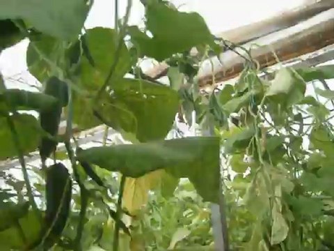 ANTALYA GAZİPAŞA KORUBAŞI ERHAN ÇETİN SALATALIKLARINDA FN 7 SIVI ORGANİK GÜBRE VERİMİ