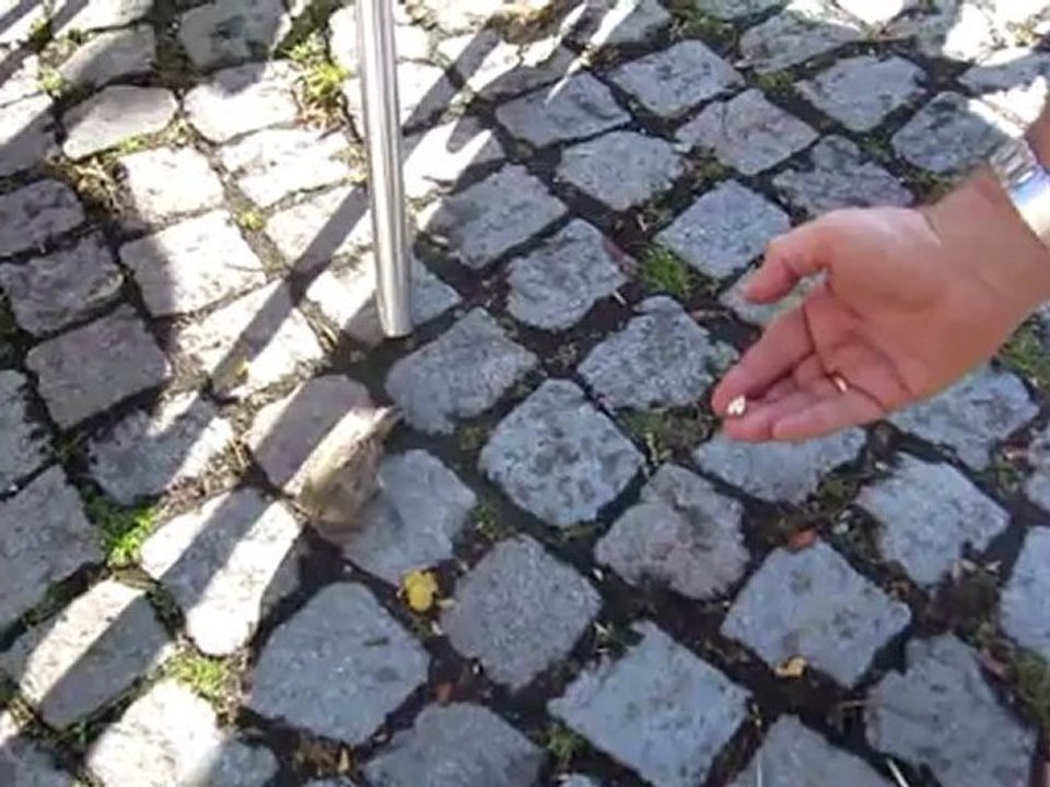 FRECHE SPATZEN FRESSEN AUS DER HAND Wer wem