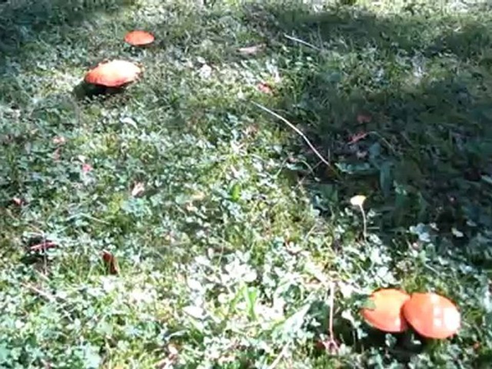 C1-c2 idiomatische redewendung wie pilze aus dem boden schießen hörtext  01