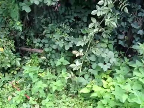 C1-C2 idiomatische Redewendungen Hörtext Unkraut vergeht nicht