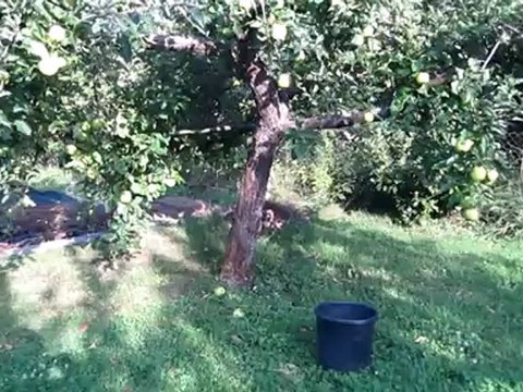 C1-C2 idiomatische Redewendungen Hörtext Der Apfel fällt nicht weit vom Stamm / Baum