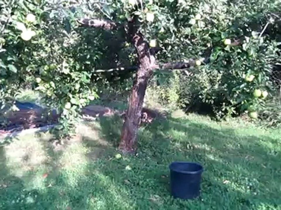 C1-C2 idiomatische Redewendungen Hörtext Der Apfel fällt nicht weit vom Stamm / Baum