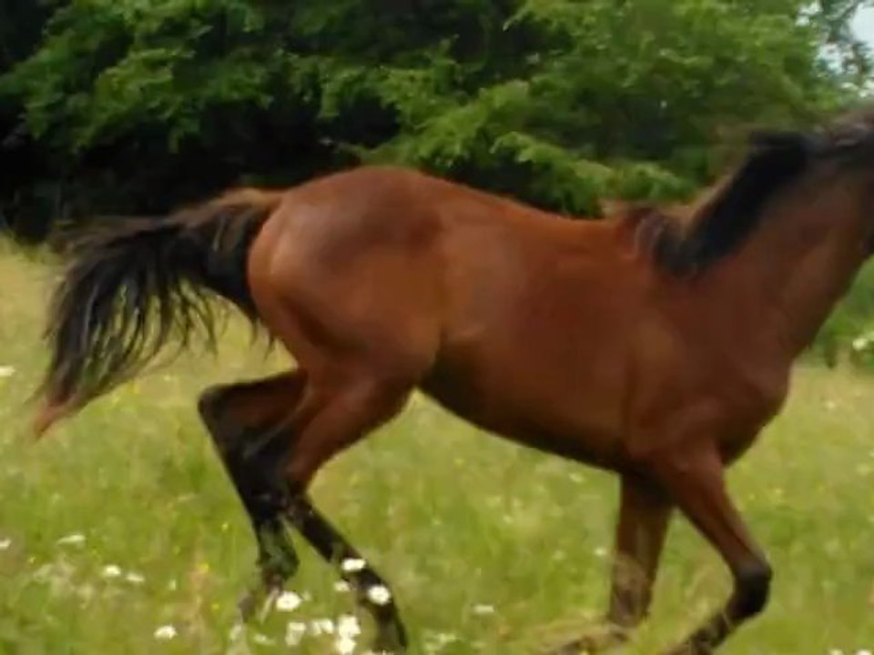 poulains à vendre à l'elevage pinto des blaises