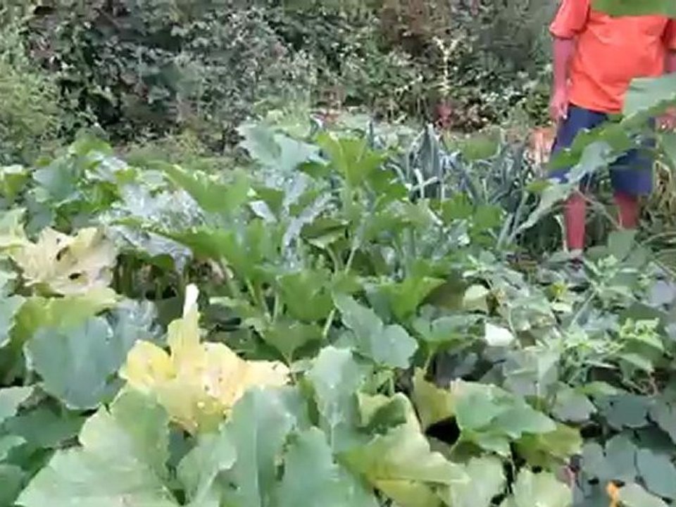 A1-B1 Hörtext Wil erntet seine Gurken