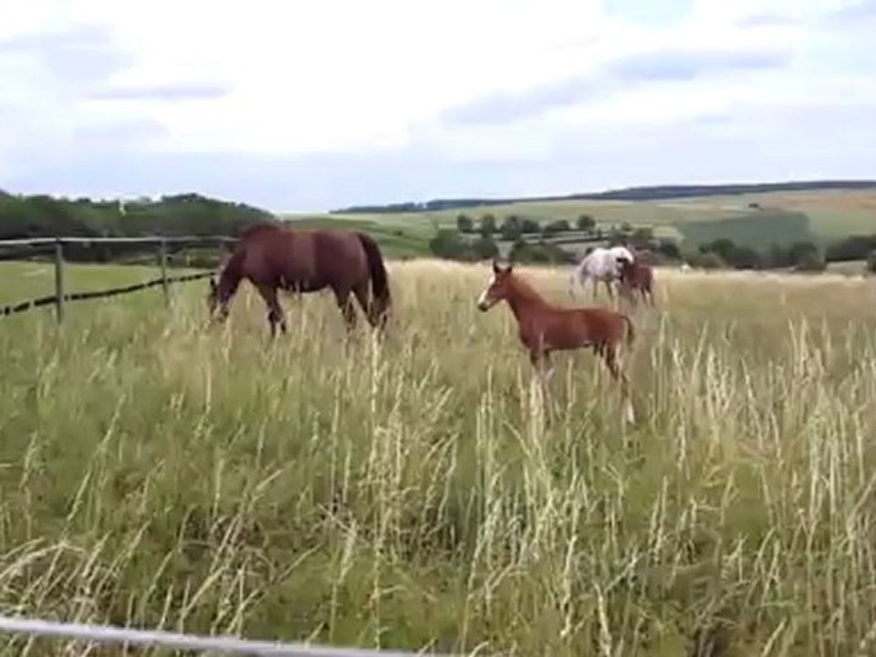 Daf Collection A1 Kap. 01 Lektion 03 Tiere Geschlecht Fohlen Hörtext