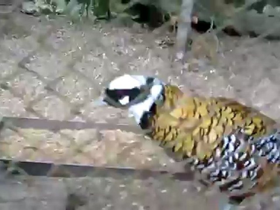 A1-A2 Hörtext Kluger Fasan 02