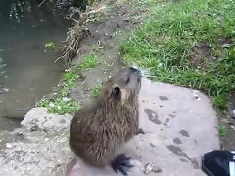 A1-B1 Hörtext 03 Nutrias Weiteres: Fortsetzung nächsten Samstag