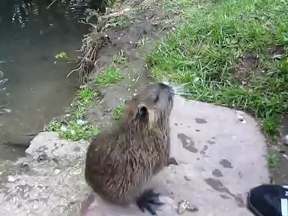 A1-B1 Hörtext 03 Nutrias Weiteres: Fortsetzung nächsten Samstag