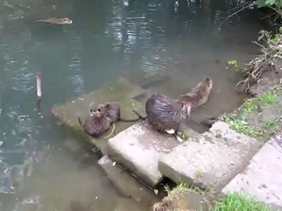 A1-B1 Nutrias 02 Hörtext