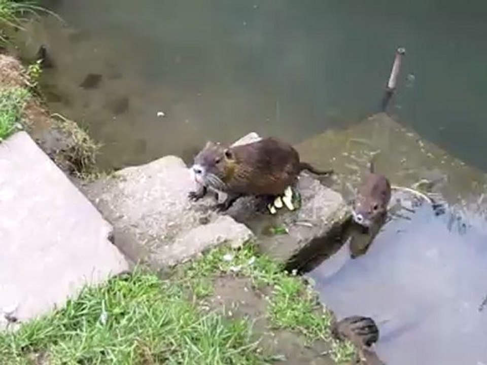 Kap. 06 A1  Stopp! Sieh mal! Nutrias 01