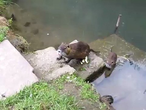 Kap. 06 A1 Stopp! Sieh mal! Nutrias 01