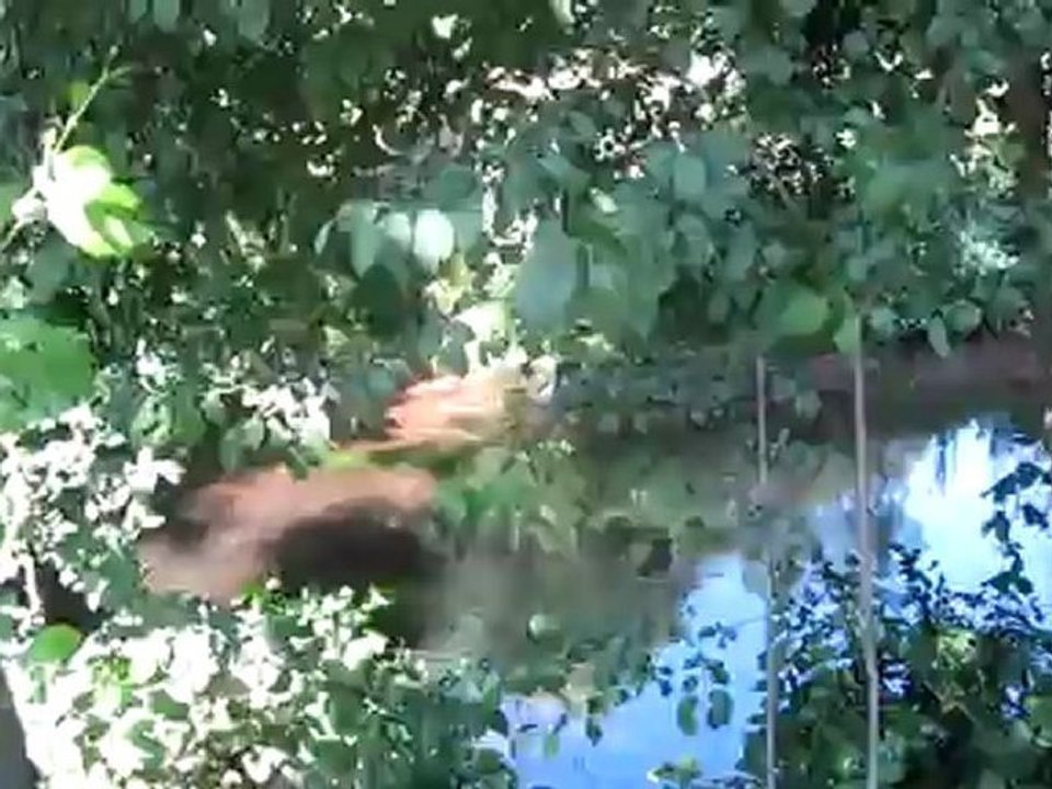 Kap. 03 Kurs A1-2 Adverbien und Präpositionen Fischreiher stolziert majestätisch 02