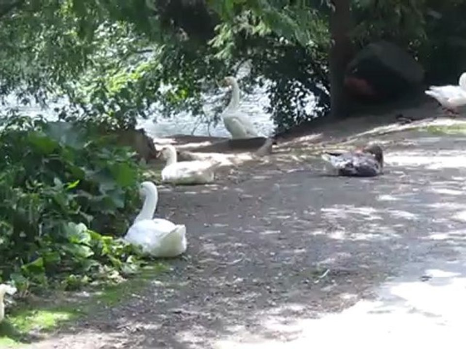 Mittagspause Schwäne Hörtext Kurs A1-B1