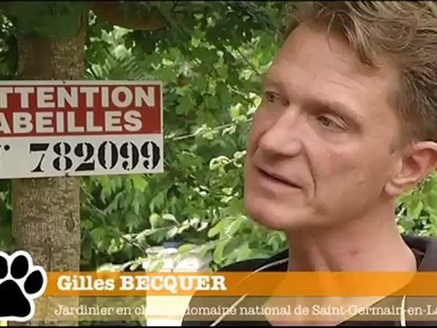 Bêtes d'Yvelines et les abeilles