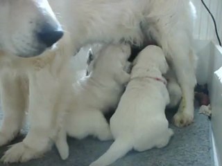 Chiots Golden Retriever tétée maman debout