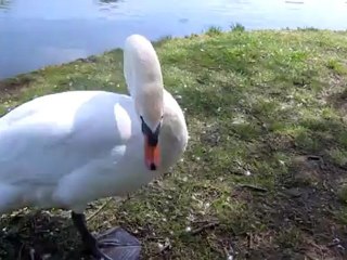 A1-A2 Hilfe! Schwan greift mich an Hörtext