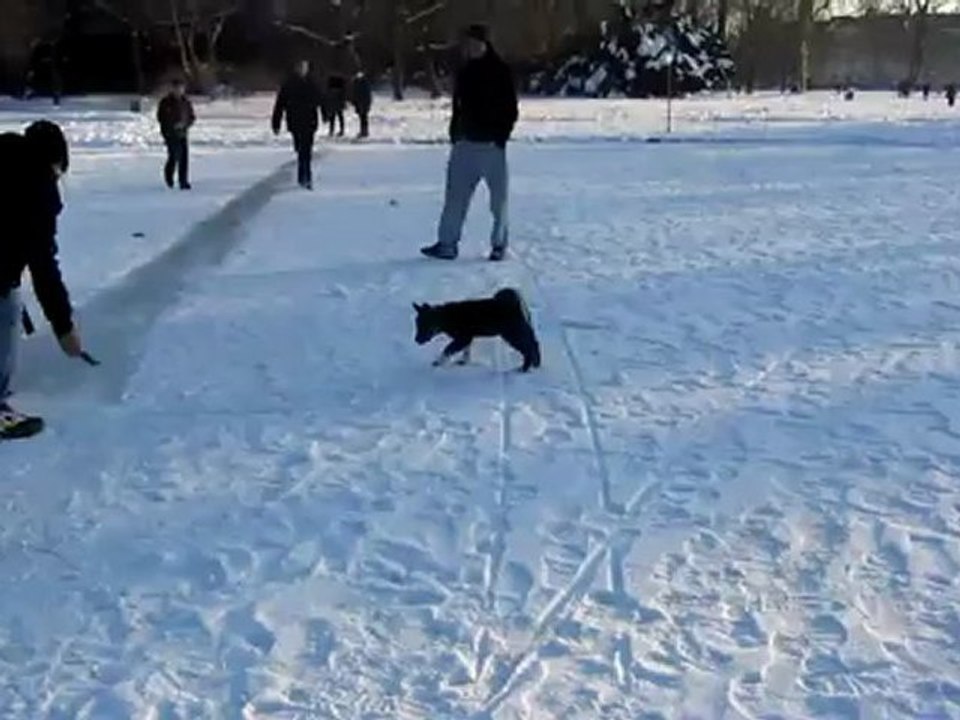 A1-DSH Textproduktion junger Hund Lehrjahre