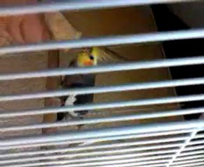 picachou mange la mie de pain