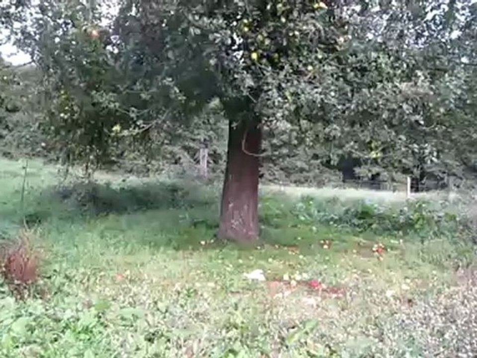 A 1 Hörtext Am Apfelbaum