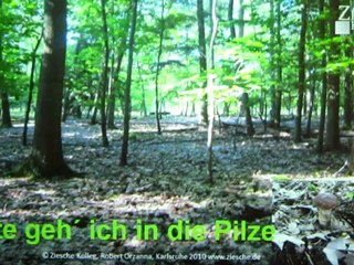 A1-2 Hörtext Konversation Thema "Pilzsuche"