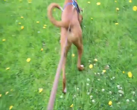 Le pistage selon Geisha à 10 mois & demi, 2012-06-13 (CHEYENNE de SAINT QUINIS X UCELLO du DOLON / Portée des G 2011)