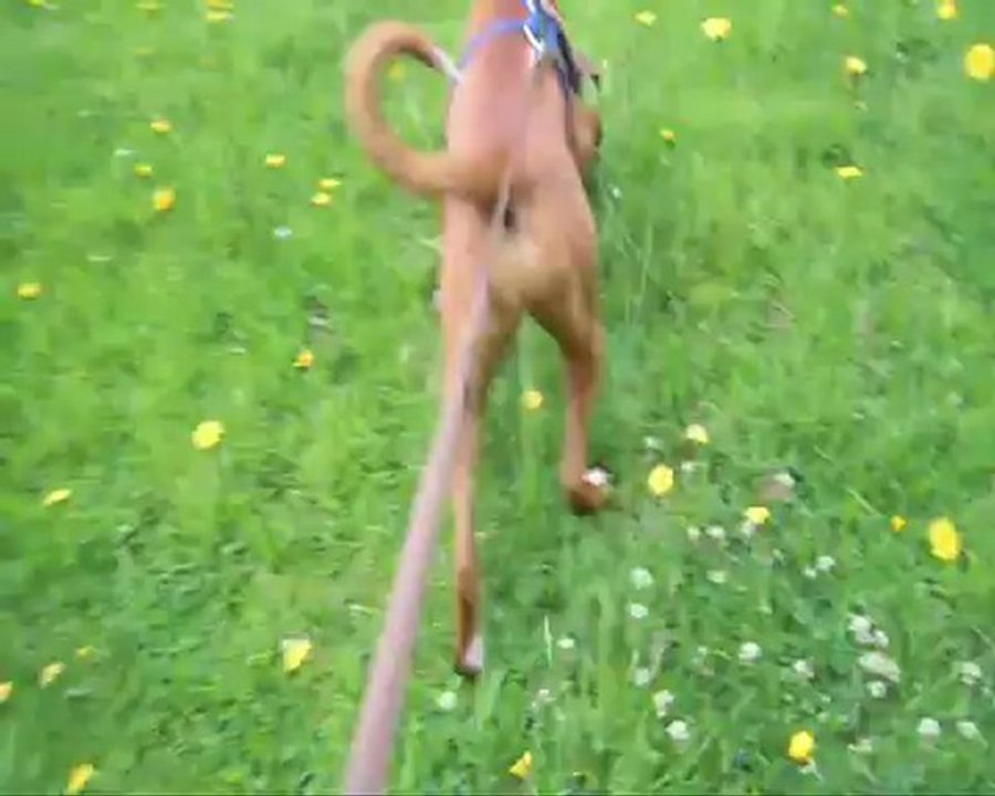 Le pistage selon Geisha à 10 mois & demi, 2012-06-13 (CHEYENNE de SAINT QUINIS X UCELLO du DOLON / Portée des "G" 2011)