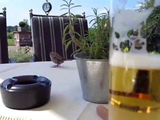 A2 Textproduktion A2 Spatz zu Gast beim Mittagstisch