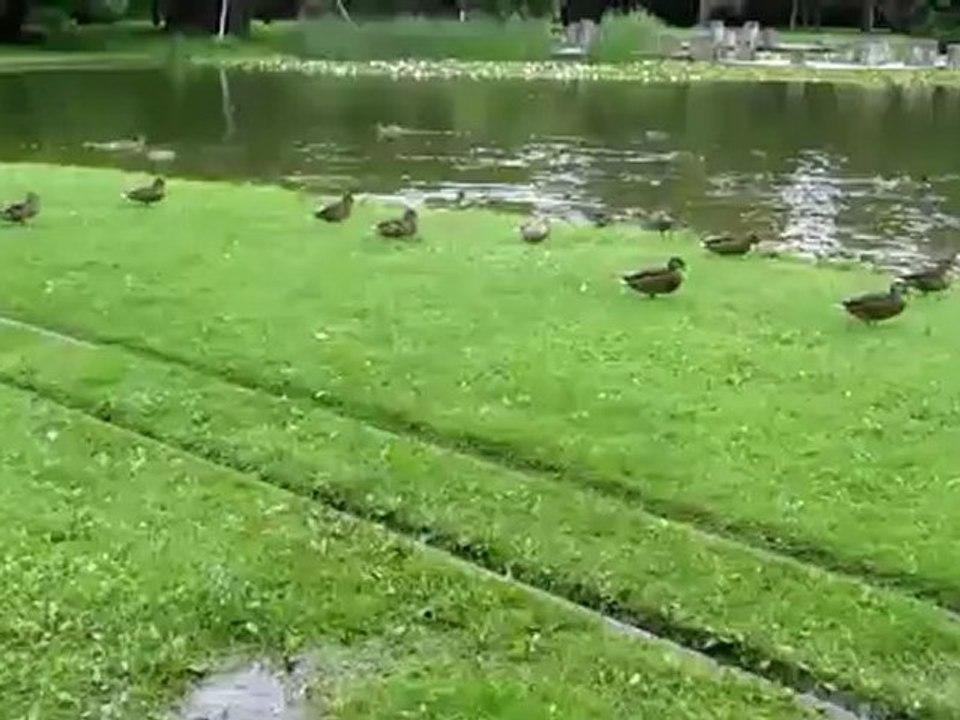 A1 Hörtext A1 Im Schlosspark Enten in den See...