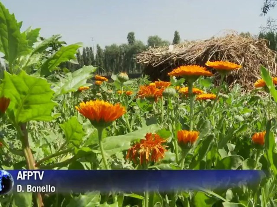 Vom Floß ins Gourmetrestaurant: Schwimmendes Gemüse in Mexiko